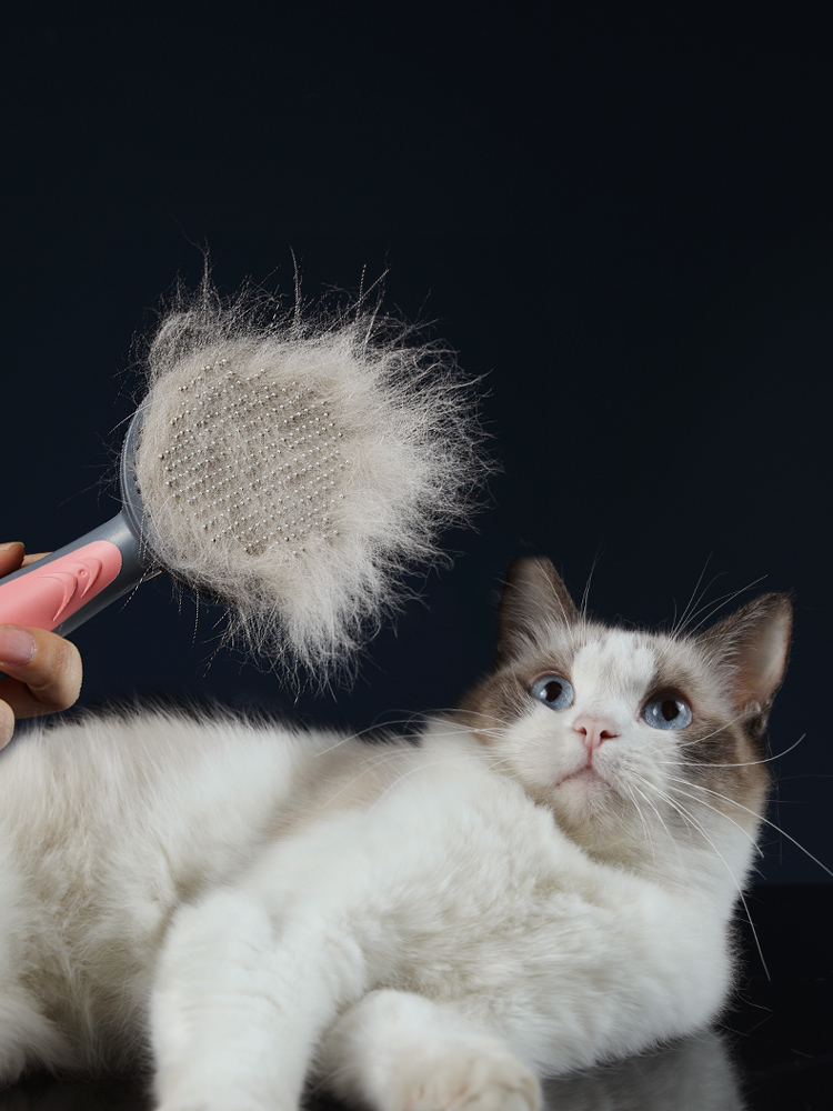 cat brush