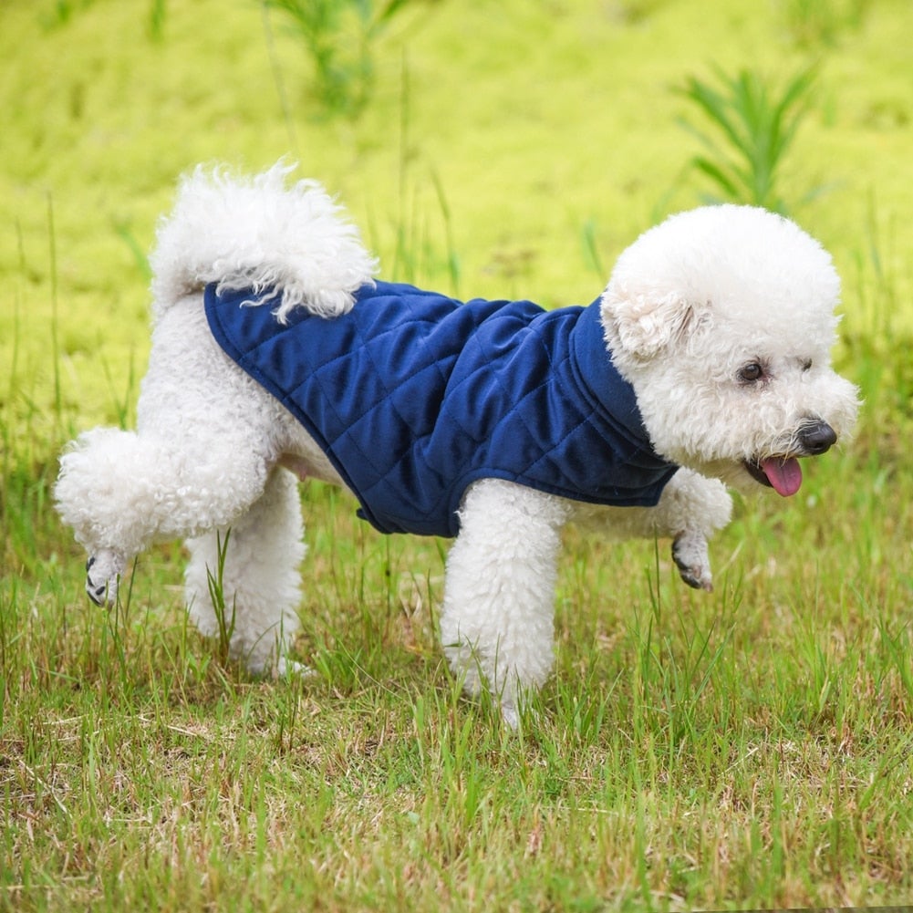 dog winter vest